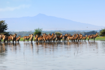 Females Waterbuck on the Naivasha Lake Island, Kenyaの写真素材