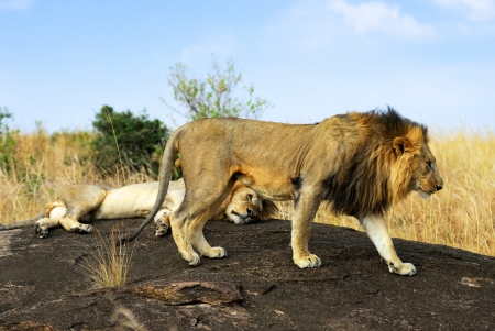 Adult lions on the rock, Masai Mara, Kenyaの写真素材