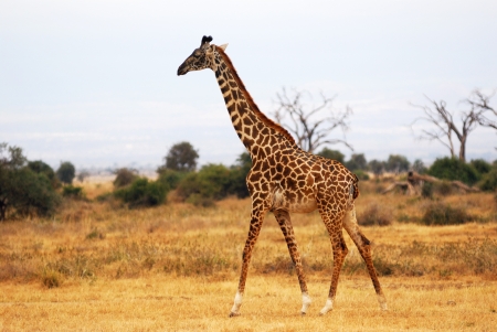 Masai race giraffe in the Amboseli national park at evening, Kenyaの写真素材
