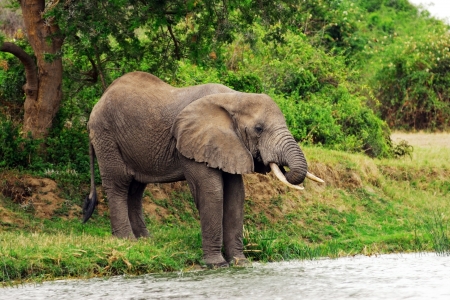 Adult african elephant drink water on river shoreの写真素材