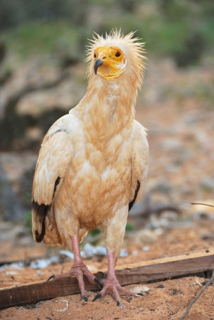 The Egyptian Vulture, neophron percnopterus in the Socotra islandの写真素材