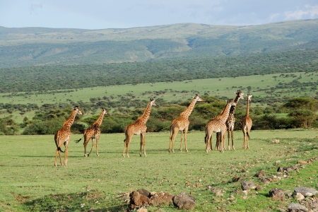 Giraffes herd in the african savannahの写真素材