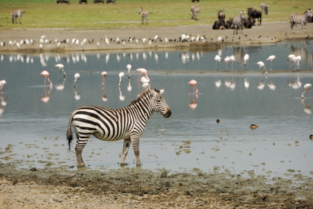 A zebra near by lake in Ngorongoro craterの写真素材