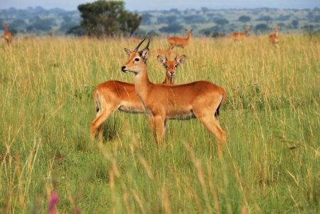Antelopes reedbuck in the Murchison Falls national park Ugandaの写真素材