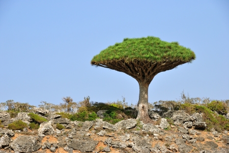 Endemic plant Dragon Blood Tree in the island Socotraの写真素材