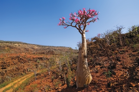 Bottle tree- endemic tree of Socotra Island の写真素材