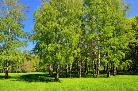 The birch grove at early summer timeの写真素材