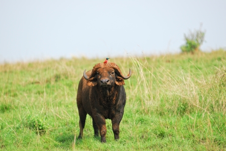 Buffalo and bird in the national park, Ugandaの写真素材