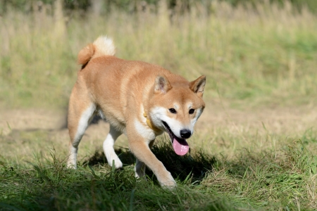 Shiba inu dog in sunny day in the meadowの写真素材
