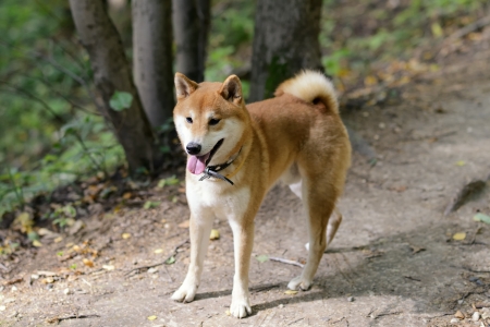 Shiba inu dog in the parkの写真素材