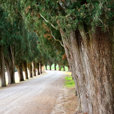 Idyllic Tuscan landscape with dirt road and old cypress valley near Pienzaの写真素材