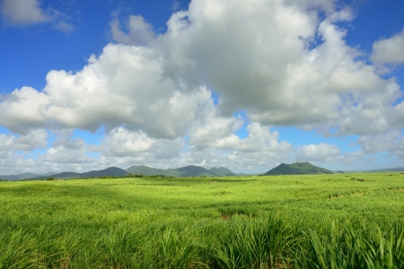 Sugarcane plantation on tropical island of Mauritiusの写真素材