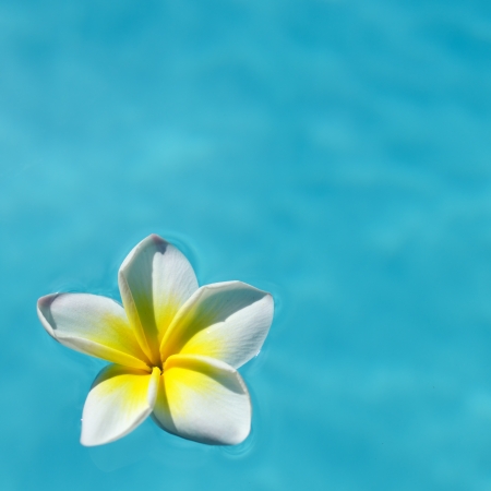 Frangipani flower on the blue water, concept for tropical vacation, relax and spaの写真素材
