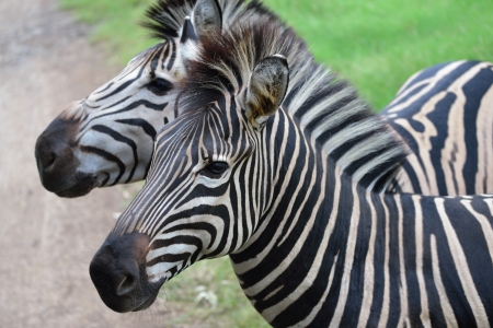Zebras in the Casela park, Mauritius の写真素材