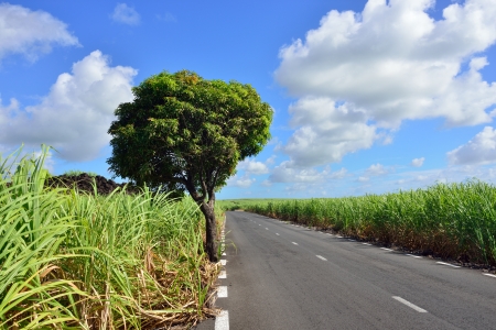 Empty road among sugarcane plantation  Mauritiusの写真素材