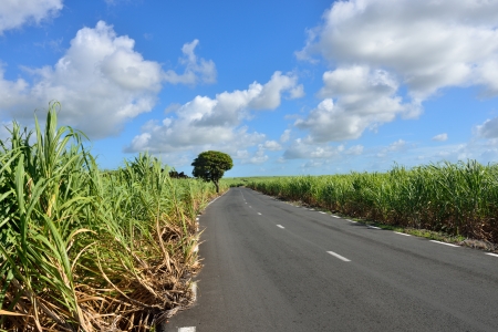 Empty road among sugarcane plantation  Mauritiusの写真素材