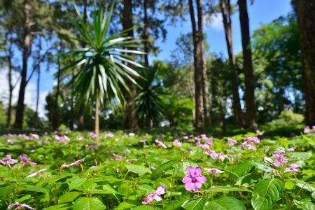 Tropical forest on sunny day at Mauritius island, Africa の写真素材