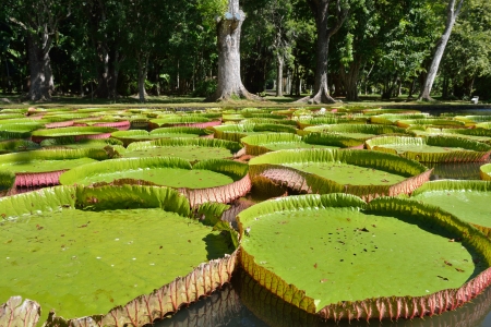 Giant, amazonian lily in water at the Pamplemousess botanical Gardens in Mauritius  Victoria amazonica, Victoria regia の写真素材