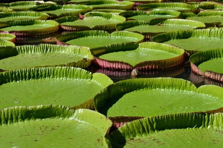 Giant, amazonian lily in water at the Pamplemousess botanical Gardens in Mauritius  Victoria amazonica, Victoria regiaの写真素材