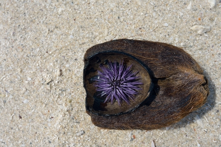 Purple Sea Urchin  Strongylocentrotus purpuratus  in coconut shell  Indian ocean, Mauritius