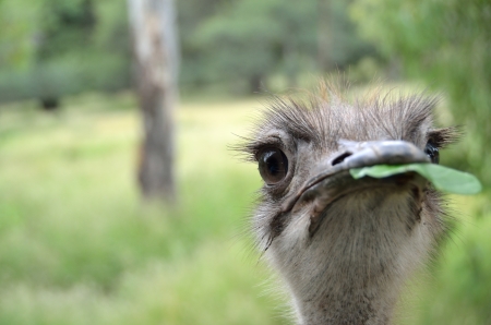 Young female of African ostrich  Struthio camelus   in the Casela Park, Mauritius