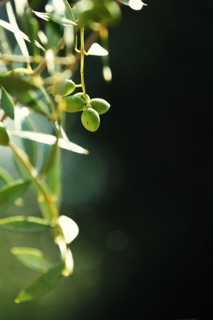 Summer olives background with fresh olive branch and bokeh lights on dark backgroundの写真素材