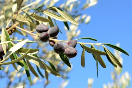 Summer fresh olive branch and bokeh lights on blue sky background  Small depth of fieldの写真素材