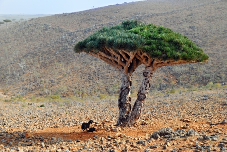 Endemic plant Dragon Blood Tree in the island Socotra, Yemenの写真素材