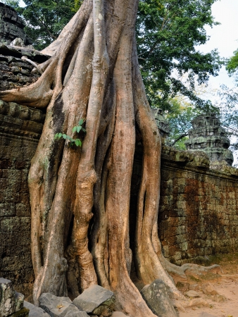 Giant banyan tree covering the stones of the fascinating temple of Ta Prohm in Angkor Wat at evening, Siem Reap, Cambodia の写真素材
