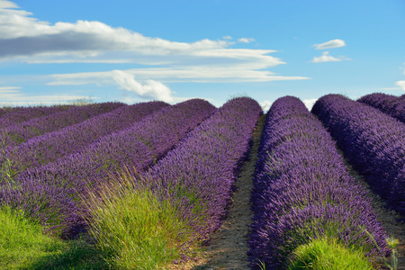 Stunning landscape with lavender field at evening  Plateau of Valensole, Provence, Franceの写真素材