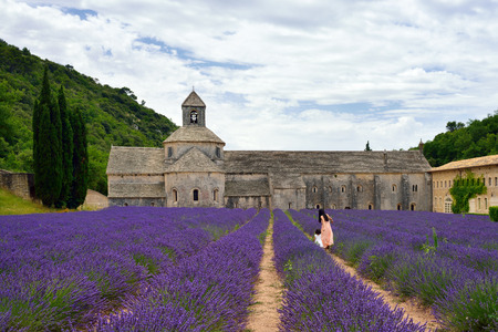 Lavender field at evening  In ancient monastery Abbey of Senanque in background  Vaucluse, Franceの写真素材