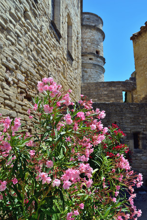 big bush of blooming flower in the old castle Le Barroux, Provence, Franceのeditorial素材