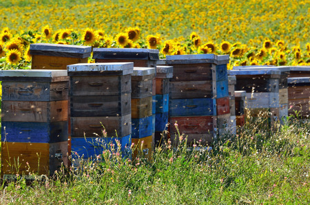 Beehives among sunflowers field. Provence, France