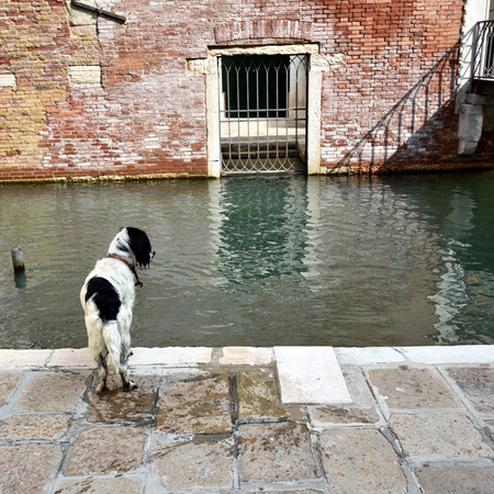 Dog on the waterfront af Venice canal. Venice, Italyの写真素材