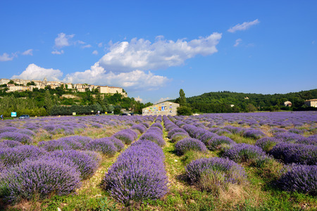 PROVENCE, SAULT - JULY 17, 2014: Annual photo festival in Sault, France. Exhibition in lavender fieldのeditorial素材