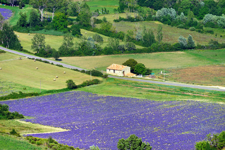 Provence rural landscape. View from above on the lavender field and farmhouse near village of Saultの写真素材