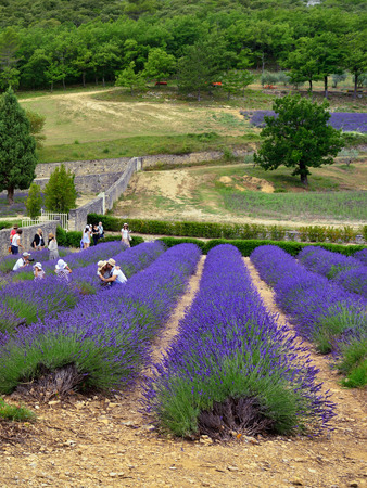 PROVENCE, FRANCE - JUL 7, 2014: Tourists in the courtyard of an ancient monastery Abbaye Notre-Dame de Senanque. Abbey of Senanqueis main attaction and  most visit place in Vaucluse, Provence, Franceのeditorial素材