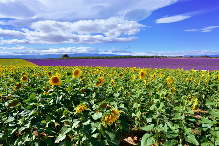 Stunning rural landscape with sunflower and lavender field. Plateau of Valensole, Provence, Franceの写真素材