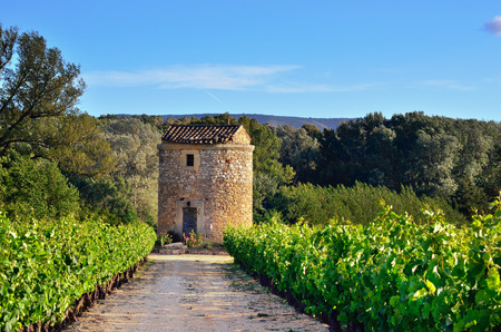 Medieval farmhouse and vineyards in Vaucluse at sunset time, Provence, France.のeditorial素材