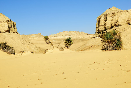 Sahara desert and palm trees, Western desert, Egypt, Africaの写真素材