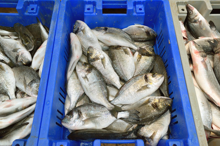 Dorado fish at market old Akko Israelの写真素材