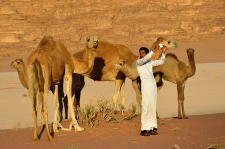 JORDAN - APR 2, 2015: Unidentified jordanian man makes selfie with a camels in Wadi Rum desert at sunset. Selfie is a craze, which gripped the whole Worldのeditorial素材