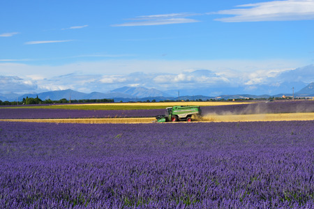 PROVENCE FRANCE JUL October 2015: Combine Harvester mowers crop in the wheat field among the lavender fields. Classical Provence landscapeのeditorial素材