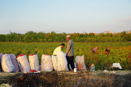 TURKEY NOV September 2009: Farmers harvest of red pepper in field at sunset time. Turkey is one of the leading agricultural countries in the Middle Eastのeditorial素材