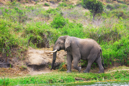 Adult African elephant on the  White Nile river shore. Murchison falls national park, Ugandaのeditorial素材