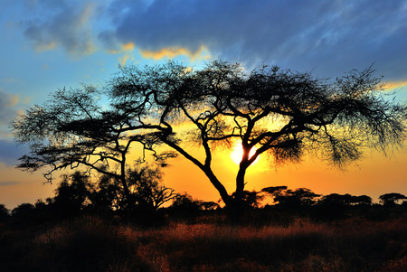 Acacia tree before sun sets down in Amboseli park, Kenya.の写真素材