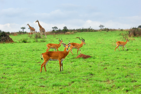 Antelope reedbuck and giraffes in the Murchison Falls national park at dawn, Ugandaの写真素材
