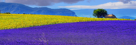 Stunning rural landscape with lavender field, sunflower field and old farmhouse on background at evening time. Plateau of Valensole, Provence, Franceの写真素材