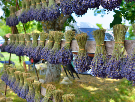 Bunches of lavender flowers on a wooden fence outdoor. Provence, Franceの写真素材