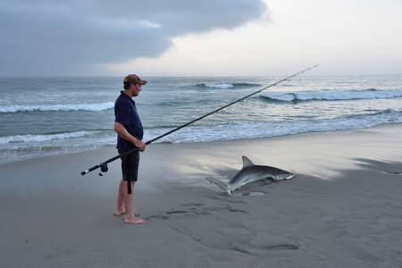 CAPE CROSS, NAMIBIA - JAN 31, 2016: Unidentified fisherman caught the big copper shark on the beach at twilight. A tag and release fishing is popular in Namibiaのeditorial素材